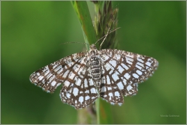 <p>KROPENATEC JETELOVÝ (Chiasmia clathrata) ---- /Latticed heath - Gitterspanner/ ---- /Latticed heath - Gitterspanner/</p>
